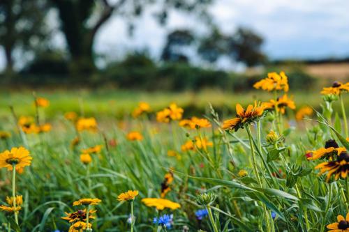 Zahrada ubytování Veiko - Mayflower Meadow
