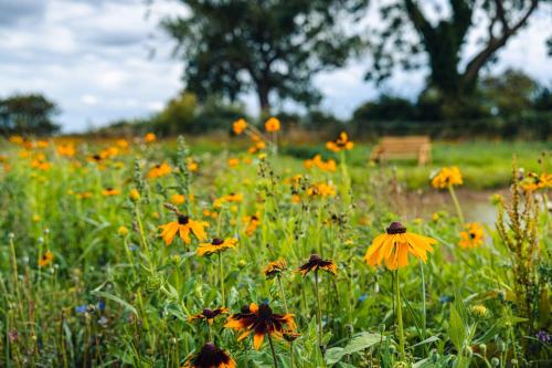 Zahrada ubytování Andrus - Mayflower Meadow
