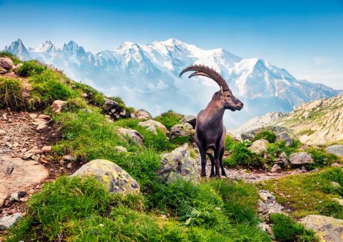 a goat standing on a hill with mountains in the background at Villa Novecento Romantic Hotel - Estella Hotel Collection & Experience in Courmayeur