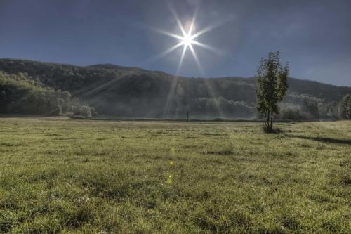 a tree in a field with the sun in the sky at Chalet Sanjam Liku in Bužim