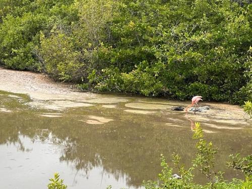 un pájaro parado en medio de un río en My House, en Puerto Villamil