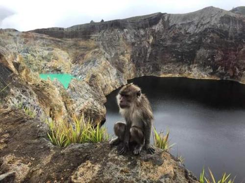 a monkey sitting on a rock near a body of water at Andy's Lodge Kelimutu in Kelimutu