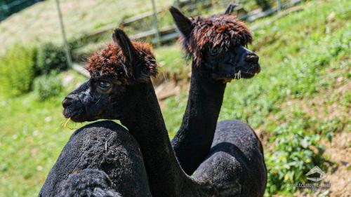a statue of two llamas sitting on a rock at Schmolti's Chalet in Graz