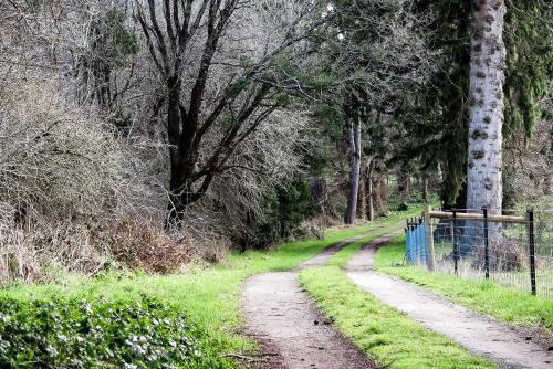 a dirt road with a blue fence and trees at Drumreagh Cabins in Deloraine