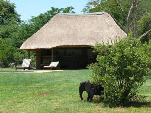 a black dog standing in the grass in front of a hut at Riverbend Self Catering Cottages in Magaliesburg