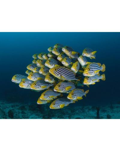 a group of fish swimming in the water at Aveyla Manta Village in Dharavandhoo