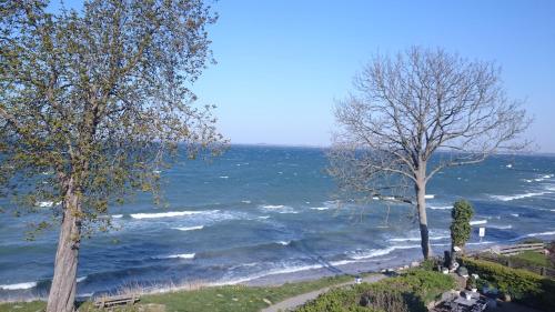 two trees on a hill next to the ocean at Strandappartement Steinberghaff "zur Birk" mit Meerblick in Steinberg