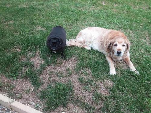 a dog laying in the grass next to a black tire at La- ch'tite-Gamassette in Carlucet