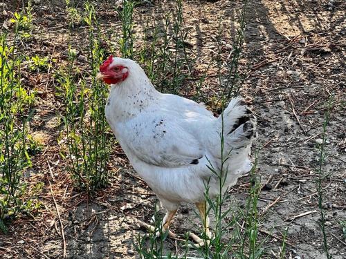 a white chicken is standing in the grass at Olive Sense Villa with jacuzzi and sauna in Afantou