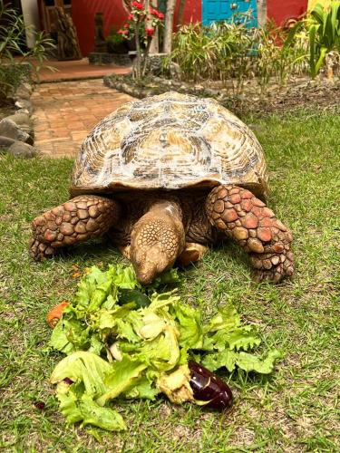 a turtle statue sitting on the grass with vegetables at Chez Olivier - Île de Gorée in Gorée