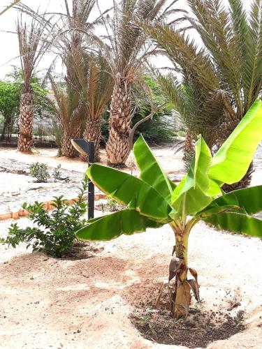 a man sitting under a palm tree in the desert at Beach house Agua Viva, Praia de Chaves, Boa Vista, Sal Rei, Cape Vert, 50mt spiaggia in Cabeçadas