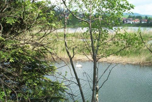 a river with a white duck in the water at Ferienwohnung-Stricker-Bad-Sachsa in Bad Sachsa