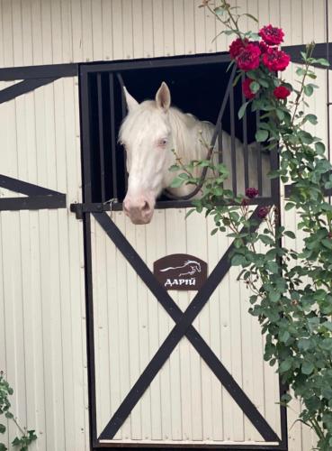 Animales en el hotel o alrededores