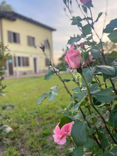 a pink rose on a bush with a house in the background at MalaMù BnB Eventi in Rigosa