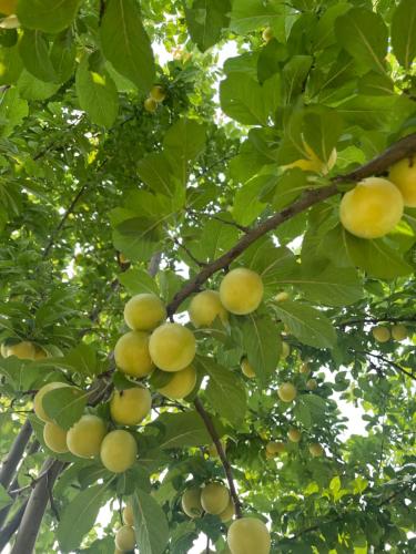 a bunch of fruit on a tree with leaves at MalaMù BnB Eventi in Rigosa