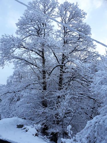 a tree covered in snow next to a street at Casa all'Alpe Gaggetto B & B in Anzino