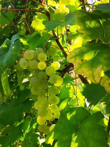 a bunch of green grapes hanging from a tree at Szilvaliget Vendégház in Tolcsva