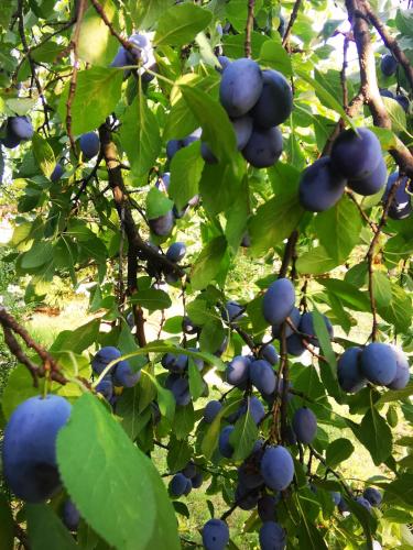 a bunch of blueberries hanging from a tree at Szilvaliget Vendégház in Tolcsva