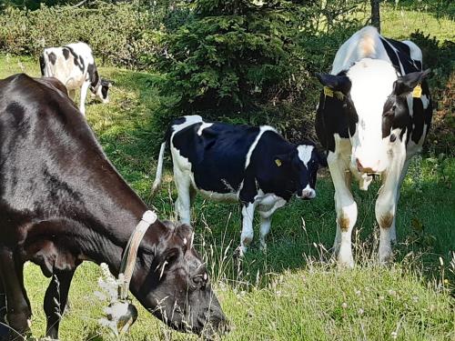 a group of cows grazing in a field of grass at Troadkasten - Ferienhaus am BIO-Bergbauernhof in Aflenz Kurort