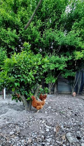 a chicken sitting in front of a tree at L'Hortet del iaio in Camarles
