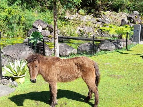a brown pony standing in the grass in a zoo at Gite LA CASCADE BLANCHE in Salazie