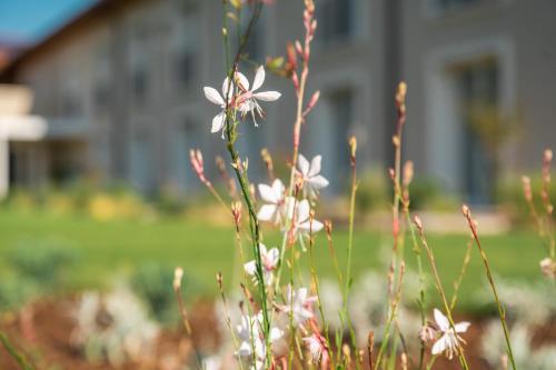 a group of white flowers in front of a house at Agriturismo Maria Vittoria in Custoza