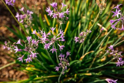 a bunch of purple flowers in a field at Agriturismo Maria Vittoria in Custoza