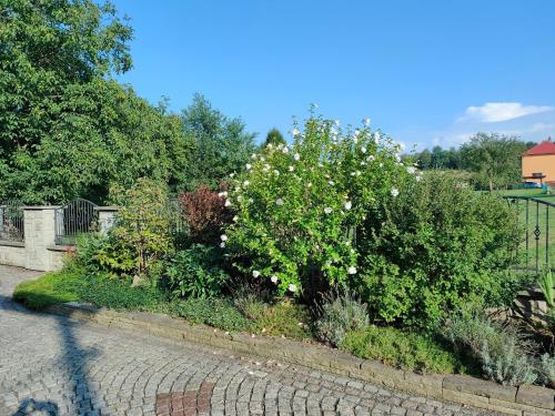 a bush with white flowers in a garden at Apartmán na Pasekách in Bystrzyca