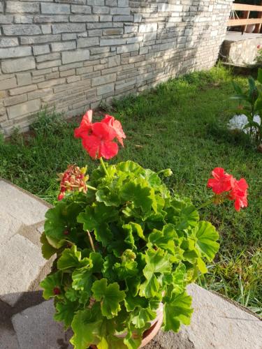 a potted plant with red flowers in the grass at Mavridis House in Eleftheroúpolis