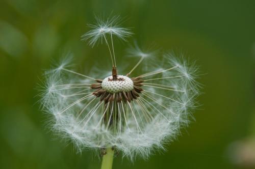 a dandelion flower with its seeds blowing at Lercherhof in Feld am See