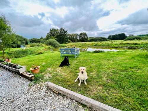 a dog sitting in the grass next to a blue bench at Peškův mlýn - apartmán in Borovany
