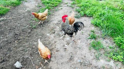 a group of chickens walking down a dirt road at Peškův mlýn - apartmán in Borovany