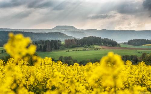a field of yellow flowers with mountains in the background at W Starym Sadzie in Radków