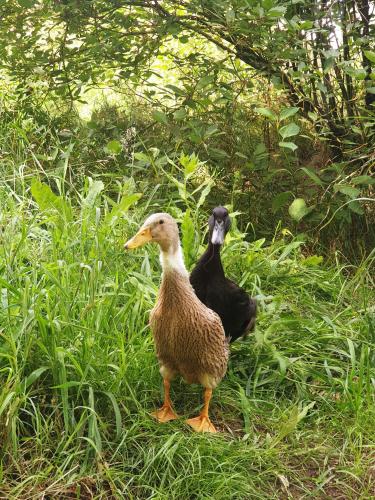 two ducks standing in the grass in a field at Die Alm in Schöllbüchl, Privatzimmer in St. Martin