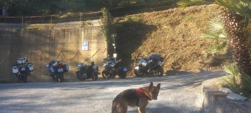 宿泊客と一緒にIl Rifugio Di Artemide AGRITURISMOに滞在中のペット