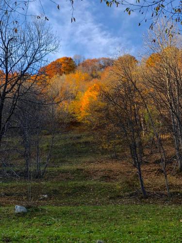a field with trees in the background with at La Baita Limone Riserva Bianca Ski-in Ski-out Seggiovia Morel 1 in Limone Piemonte