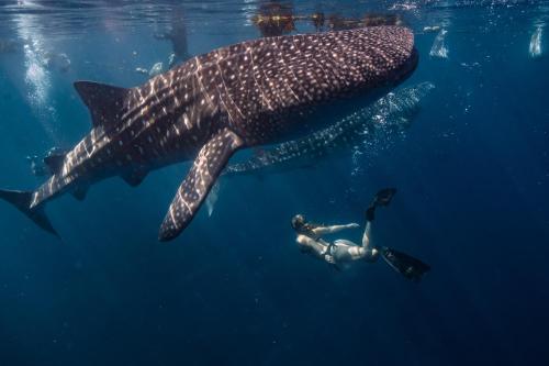 a person swimming next to a whale shark in the ocean at Sands Grand Hotel in Dhigurah