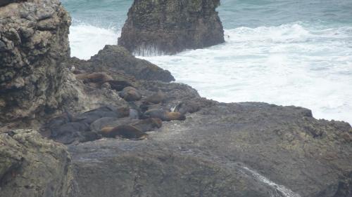 a group of seals laying on the rocks near the ocean at Posada Estrella in Salinas