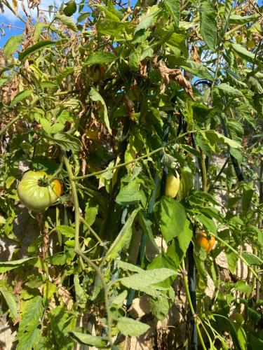 Banda zielonych pomidorów rosnących na drzewie w obiekcie Villa Androcec w mieście Žgaljić
