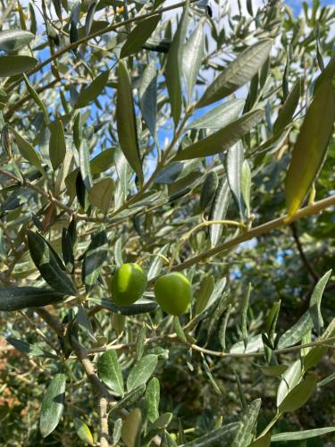 a tree with green olives growing on it at Villa Androcec in Žgaljić