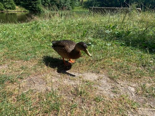 a duck standing in the grass in a field at Chalupa Magistrála in Horní Blatná