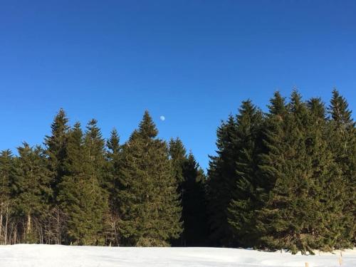 a group of pine trees in the snow at Chalupa Magistrála in Horní Blatná
