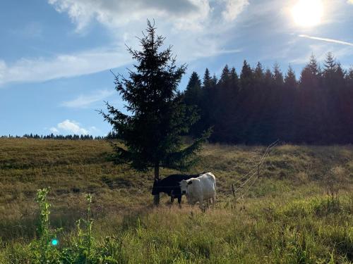 two cows standing in a field next to a tree at Chalupa Magistrála in Horní Blatná