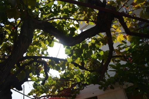 a branch of a tree with green leaves at Casa do Alfaiate in Chãos