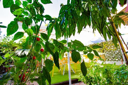 a close up of a tomato plant in a garden at Eden Lilli B&B in La Pieve