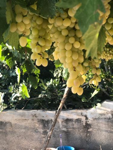 a bunch of green grapes hanging from a tree at ORJAN VIEW in Irjān