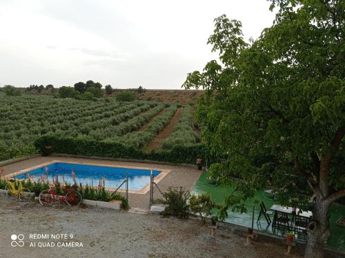 a pool in the middle of a vineyard at Vivienda Rural Belén in Pozo Alcón
