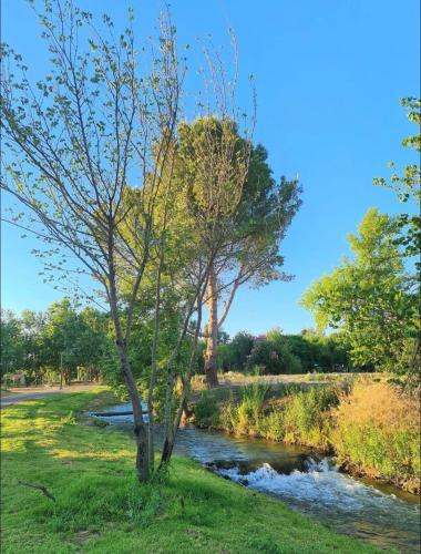 a tree in the grass next to a river at נופש נחל קורן in Hagoshrim