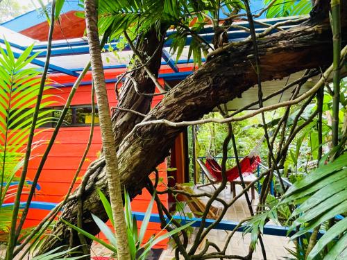 a red bird sitting on a chair next to a tree at El Sol Monteverde in Monteverde Costa Rica