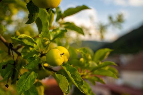 a bunch of yellow fruit on a tree at Apartament Panoramic la casa in comuna Rasinari in Răşinari